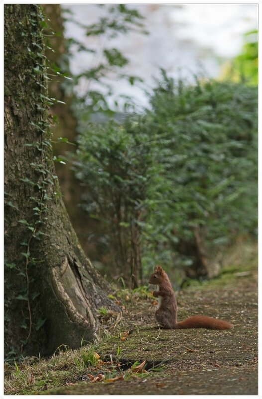 ville ecureuil debout devant arbre 4 030716