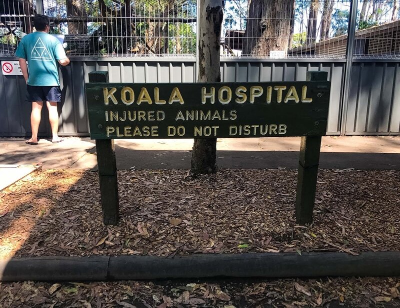 Hôpital pour koalas