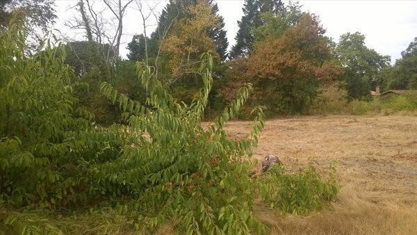 Photo-vente-terrain-Lot-278-côté-sud-ouest-La-Braneyre-Escource