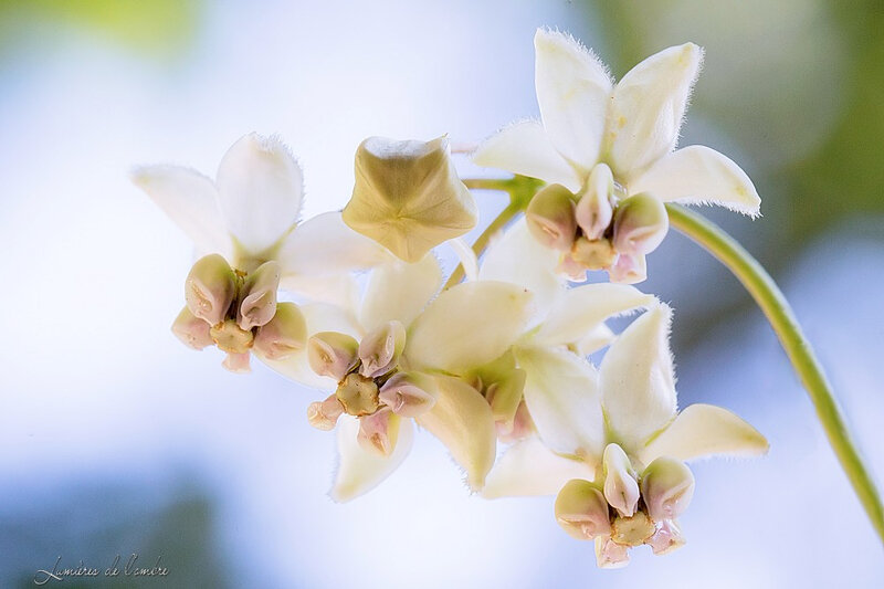 wb_Fleur gomphocarpus physocarpus_20190919_1073b