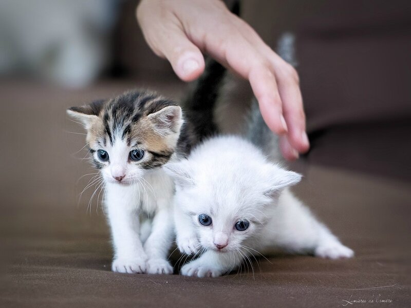 w_Chatons_20170517_5653