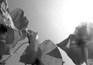 le coquelicot (18)