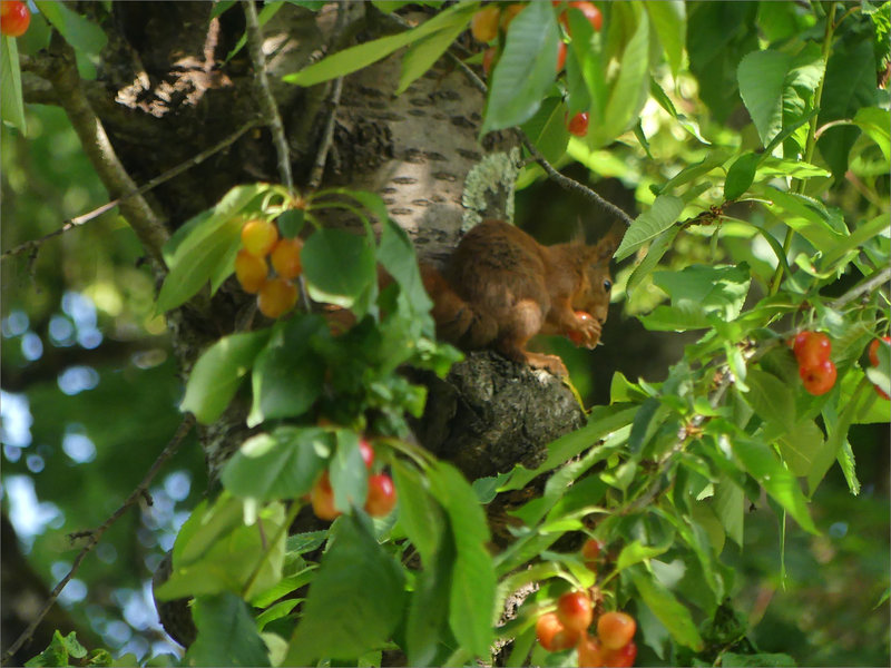 Cerisier écureuil mange cerise 040622 2