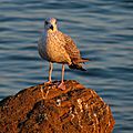 IMG_0052