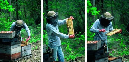 travail de l'apiculteur