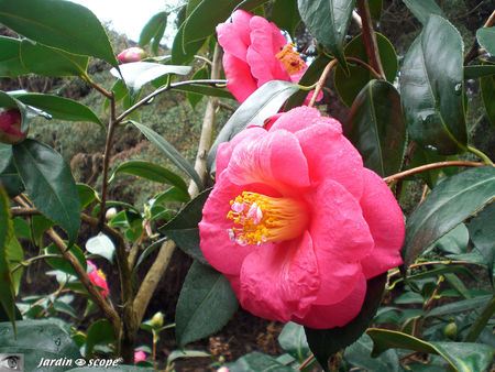 Camellia japonica Magali