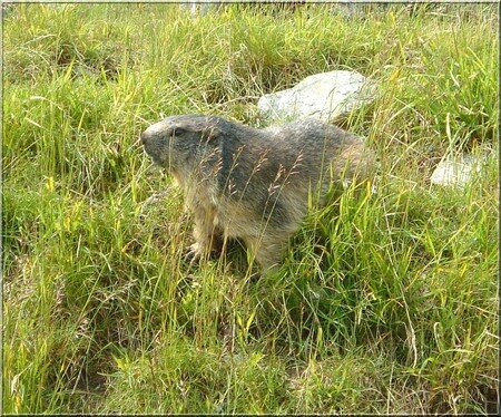 marmottes