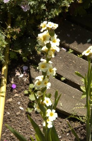 sysirinchium_striatum_9_