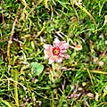 Joubarbe des montagnes, sempervivum montanum...