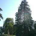 Un des séquoias géants dans le Parc du Château