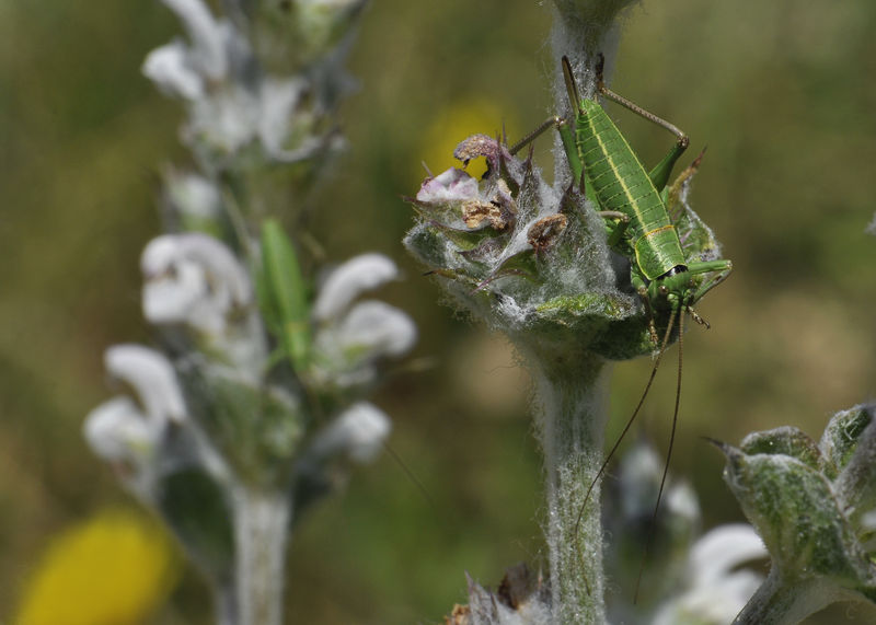 _DSC0508_Sauterelle_sur_Salvia_aethiopis