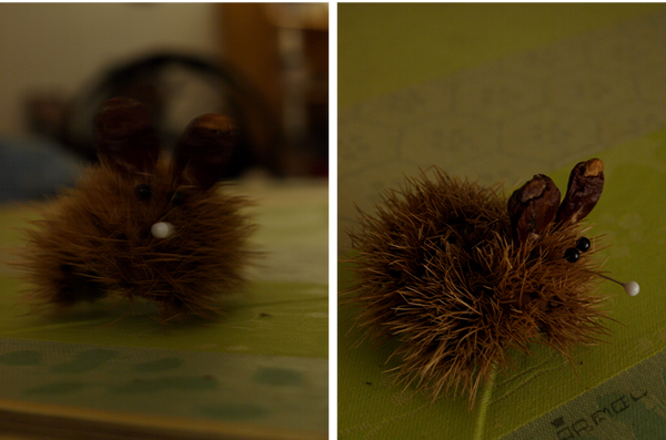 souris_de_bogue_600_02