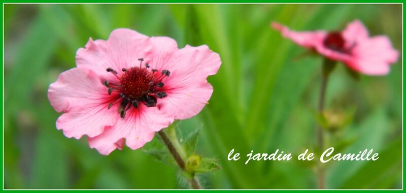 DSCN4595copie