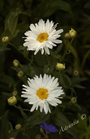 marguerite_crazy_