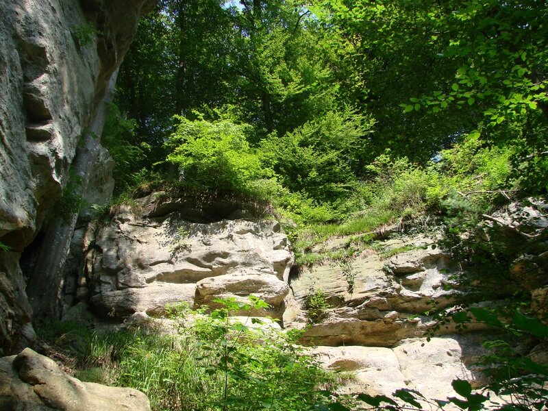 Balade En Foret Des Nouvelles De Moi