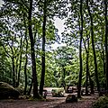 Forêt de Tay, Mayenne, août 2014