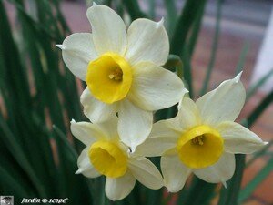 Narcissus_Minnow