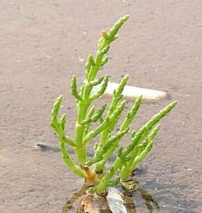 Salicorne