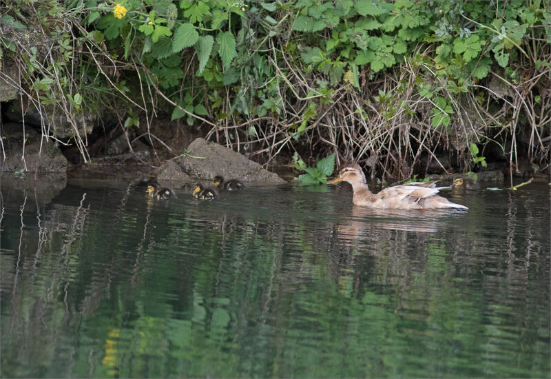 ville oiseau cane canetons 2 230418