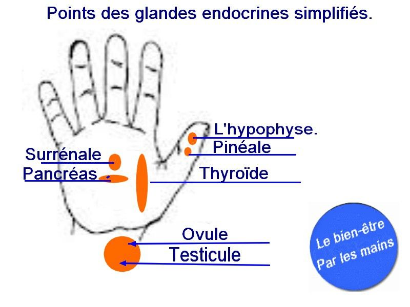 Les principales glandes endocrines.  Le bonheur par les mains