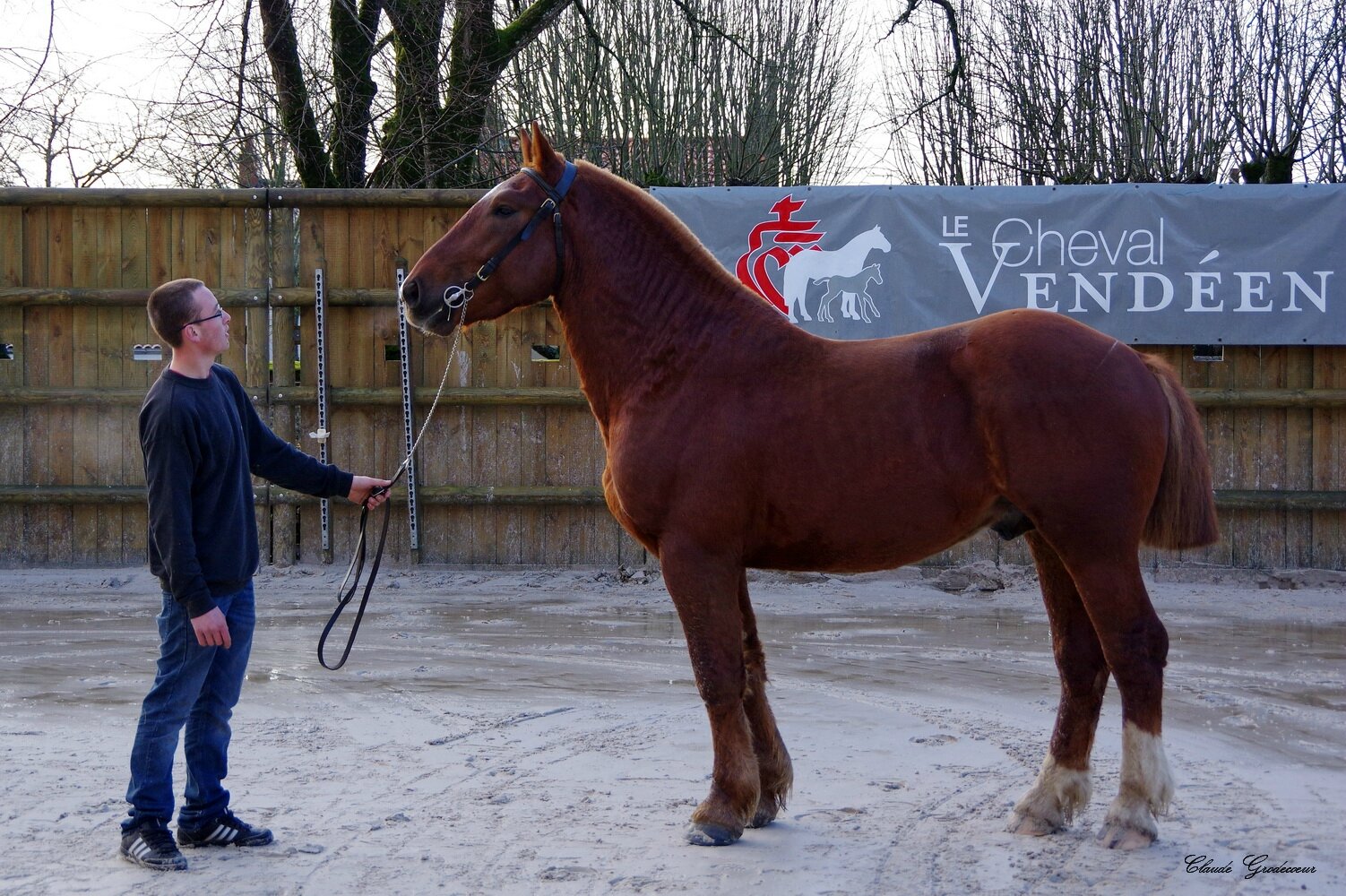 Présentation d'étalons Cob normand au Haras de la vendée Le coeur vendéen Présentation d'étalons Cob normand au Haras de la vendée Le coeur vendéen