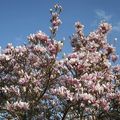 magnolia