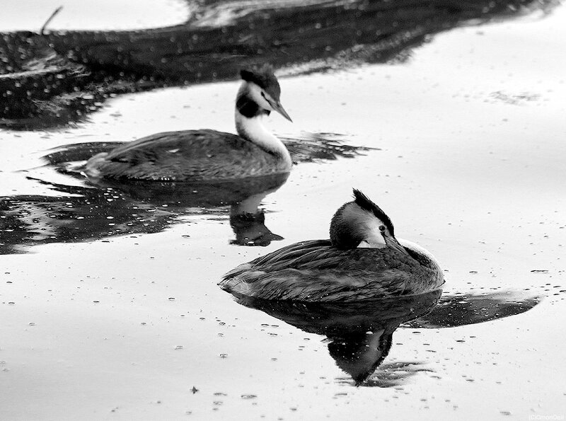 grebe10