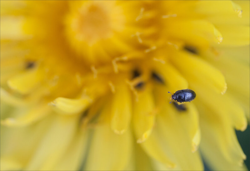 SM insecte coleo fleur pissenlit 170319