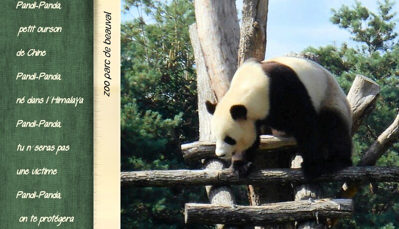 panda