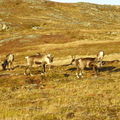 17-10-08 Sortie Montagne et rennes (132)