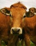 boeuf