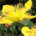 DSCF2645