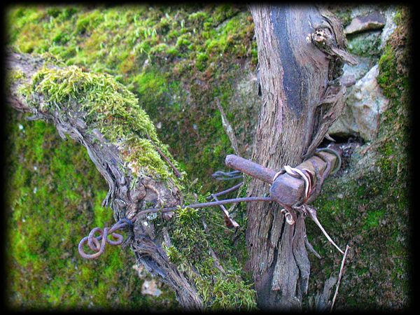 IMG_1126e