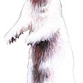 Dessin hermine Fourrure blanche d'hiver Ghislaine Letourneur - Peinture animaux sauvages