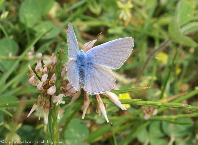 LFB bleu papillon