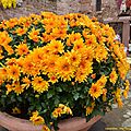 14/11/16 : chrysanthema # 1