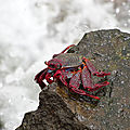 Le crabe rouge des îles canaries