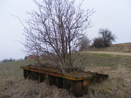 cover_crop_004