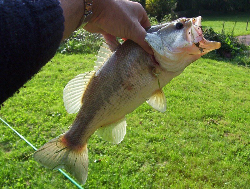 etang truite cherisy