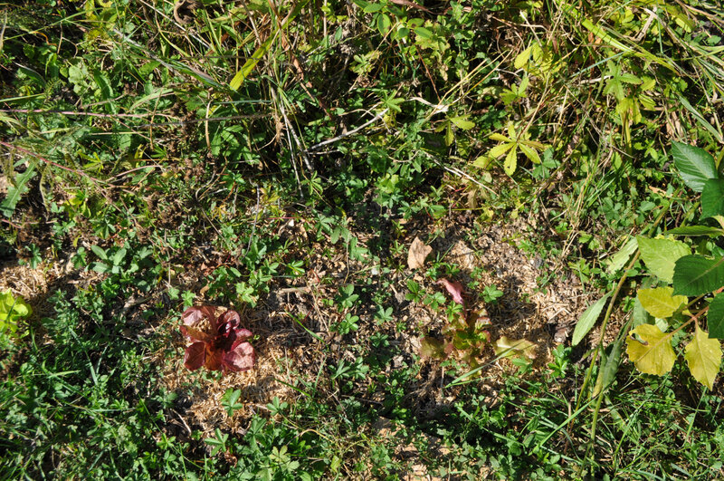 DSC_0980