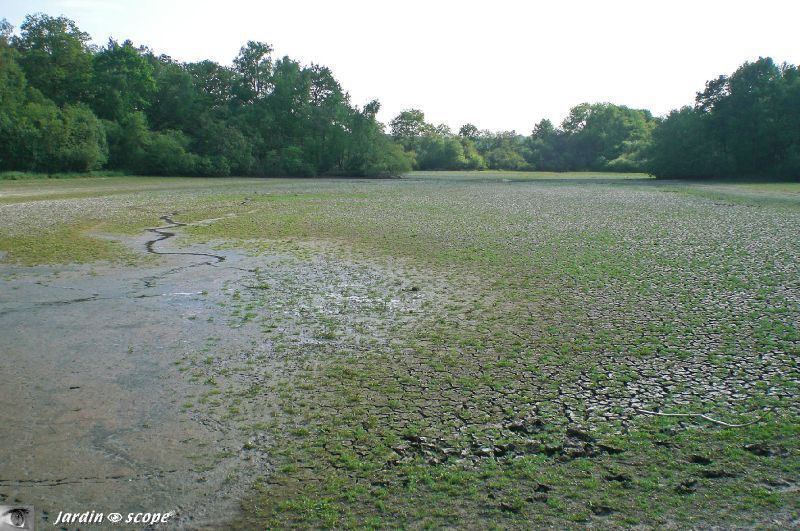 L'-Etang-Bas-à-sec