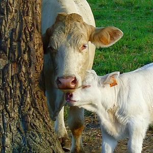 Vache parent et enfant chez gloewen et scrat
