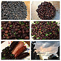  nuit 7/9 pois chiche noirs de murgia carsica