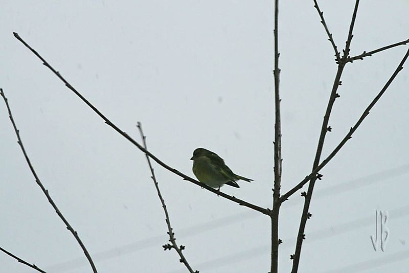Comme Un Oiseau Sur Une Branche Comme un oiseau sur la branche... - Fotos blog