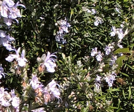 20190331 abeille dans le romarin