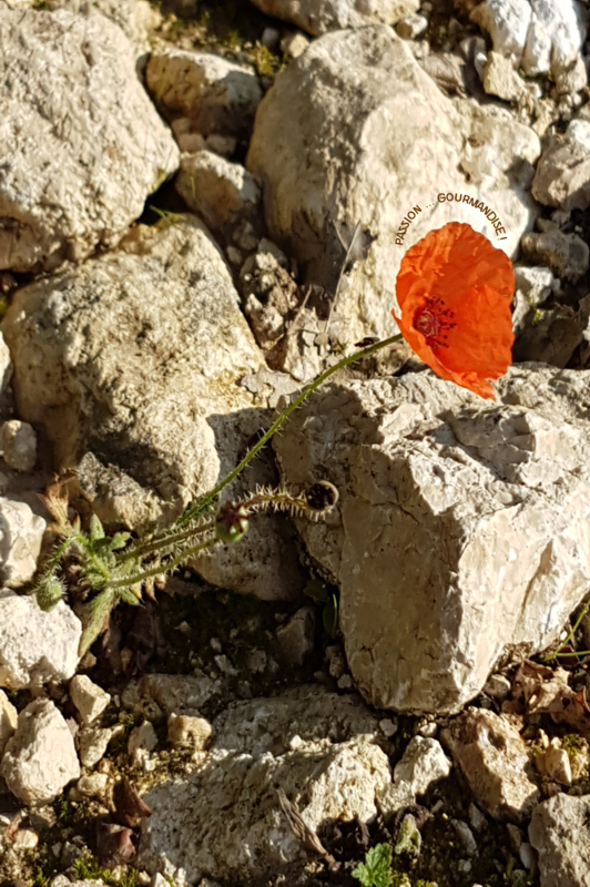 2017_Coquelicot