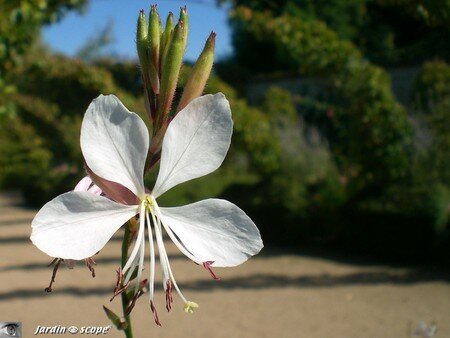 Fleur de Gaura