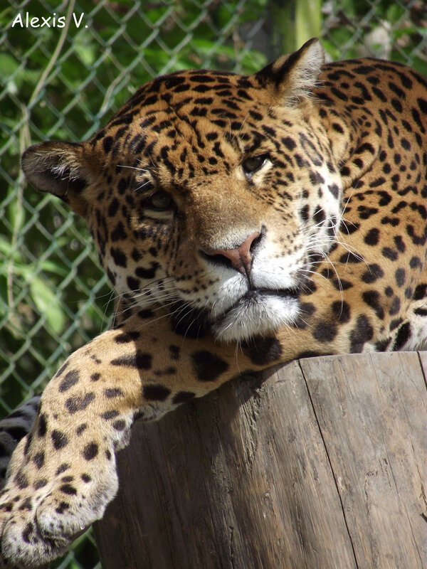 Le jaguar retrouve peu à peu son habitat naturel en Argentine