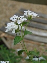 DSC08638_petit