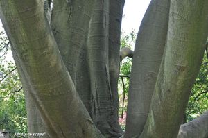 Chêne-à-feulles-de-myrsine-3